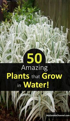 some white plants with the words 50 amazing plants that grow in water on top of them