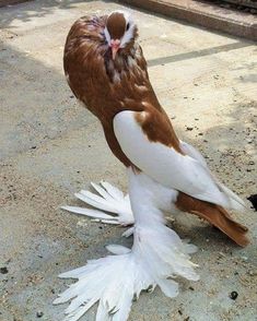 a brown and white bird standing on top of cement ground next to a caged area