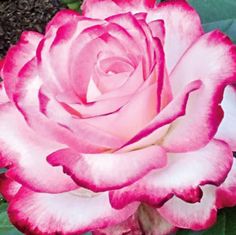 a pink and white rose with green leaves