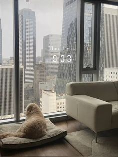 a dog is sitting on his bed in front of the window looking out at the city