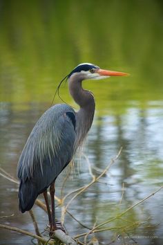 a bird standing on top of a tree branch next to water