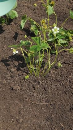 a plant with white flowers growing in the dirt