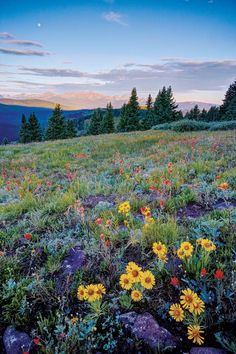 wildflowers and other flowers grow in the grass on a hillside with mountains in the background