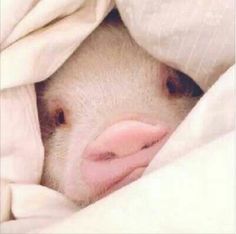 a small pig peeks out from under the covers