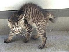 a small kitten standing on top of a cement floor next to a white wall and door