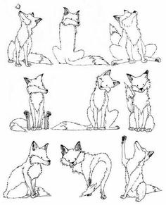 four different types of foxes sitting on the ground, one is looking up at something