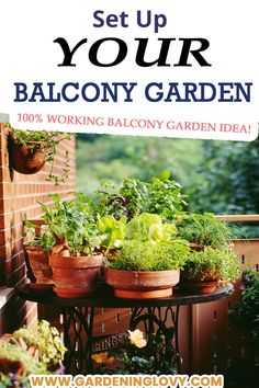 Setting your balcony garden ideas- A beginners guide Balcony Veggie Garden Apartments, Growing Vegetables On Balcony, Balcony Growing Vegetables, Modern Balcony Garden, Best Vegetables To Grow On Balcony, Balcony Farming, Balcony Gardens, Modern Balcony