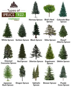 different types of trees that are labeled