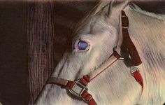 a drawing of a white horse's head and bridle with blue eyes