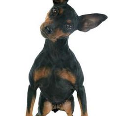 a small black and brown dog standing on its hind legs