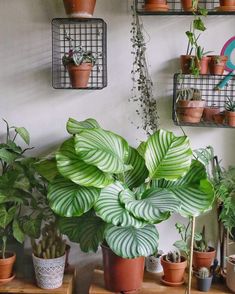 many houseplants and plants are arranged on the shelf in front of the wall