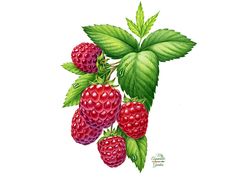 raspberries with green leaves on a white background by carole vandeveen