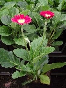 two red flowers are in the middle of some green plants