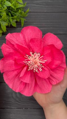 a person holding a pink flower on top of a wooden table next to green plants