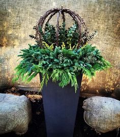 a potted plant sitting on top of a wooden table