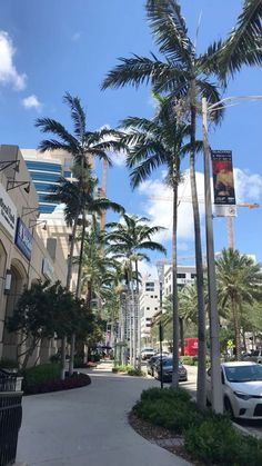 palm trees line the street in front of tall buildings