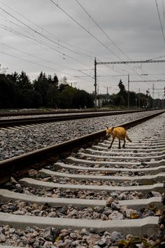 a dog is walking on the railroad tracks