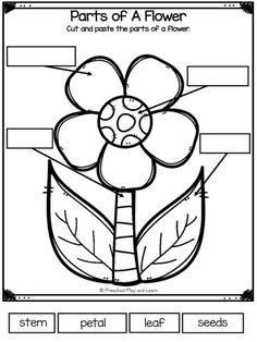 parts of a flower worksheet for students to practice the parts of a flower