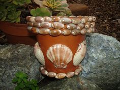 a potted plant with seashells is sitting on a rock next to some plants