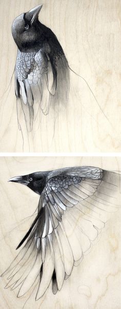 two drawings of birds with wings spread out