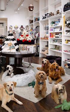 a group of dogs sitting on the floor in a room with shelves and stuffed animals