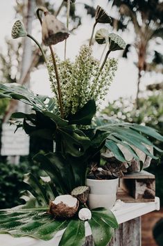 a potted plant sitting on top of a wooden table