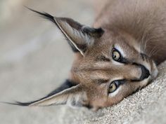 a close up of a cat laying on the ground with it's eyes open