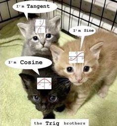 three kittens are sitting in a cage with their names on them and one is labeled as cosine the trig brothers