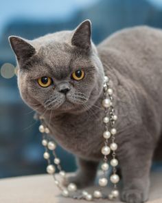 a gray cat with pearls on its neck