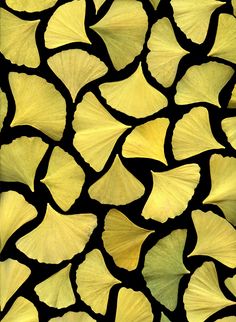 yellow leaves are arranged in the shape of a pattern