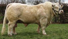 a large white cow standing on top of a lush green field