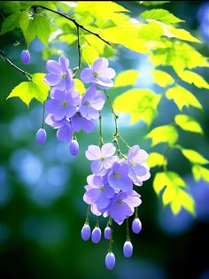 purple flowers are hanging from a tree branch