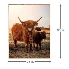 two brown cows standing next to each other on top of a dry grass covered field