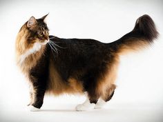 a cat standing on top of a white floor