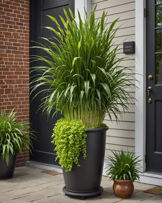 two large potted plants sitting on the side of a house