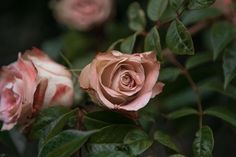 two pink roses with green leaves on them