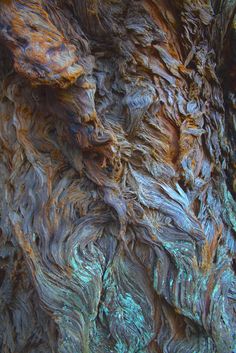 the bark of an old tree is brown and green