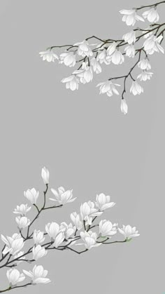 a branch with white flowers on it against a gray background