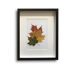 an image of a leaf that is in a frame