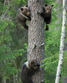 two brown bears climbing up the side of a tree