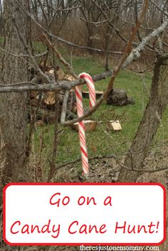 a candy cane is stuck in the branches of a tree, and it says go on a candy cane hunt