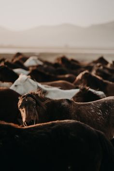 a herd of horses standing next to each other