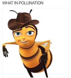 a cartoon bee wearing a cowboy hat and holding a stick with the caption, what in pollination?