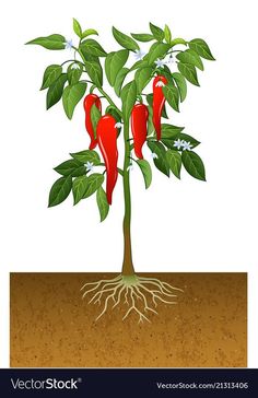 a plant with red peppers growing out of it's roots in the dirt ground