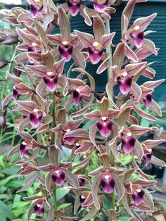 some very pretty purple flowers in a garden