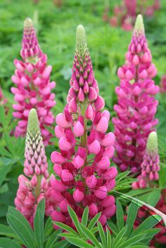 pink flowers are blooming in the garden