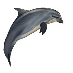 a drawing of a dolphin jumping in the air