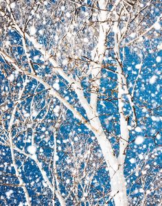 snow falling on the branches of a white tree in front of a bright blue sky