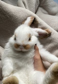 a person holding a small white and brown rabbit