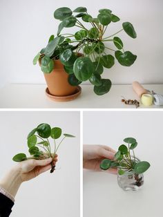 there is a potted plant that has been placed on the table and being held by someone's hand